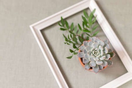 Succulents on a background of linen fabric. Home decor and gardening concept.の写真素材