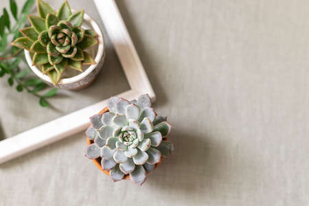 Succulents on a background of linen fabric. Home decor and gardening concept.の写真素材