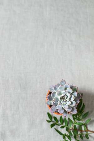 Succulents on a background of linen fabric. Home decor and gardening concept.の写真素材