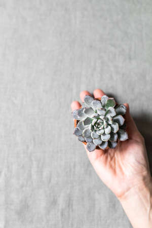 Womans hands holding mini succulents on a background of linen fabric. Home decor and gardening concept.の写真素材