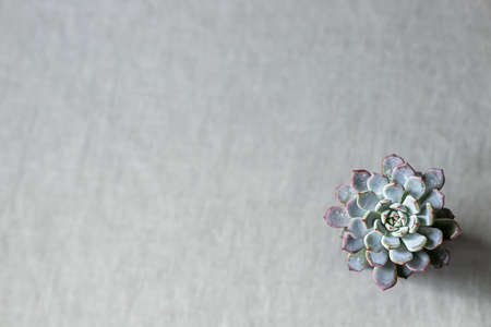 Succulents on a background of linen fabric. Home decor and gardening concept.の写真素材