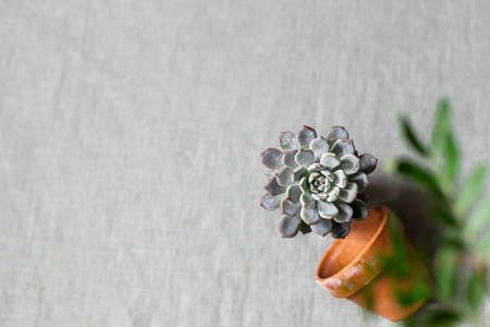 Succulents on a background of linen fabric. Home decor and gardening concept.の写真素材