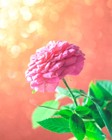 Summer blossoming rose, rosehip, bokeh flower background. Beautiful abstract bokeh background.の写真素材