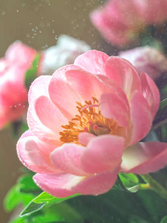 Beautiful pink peony flower in the sun. Macro photo with soft focus.の写真素材