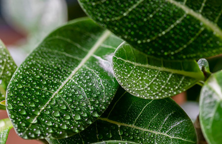 Houseplant adenium arabicum, close-up of leaves with water drops. Selective focusの写真素材