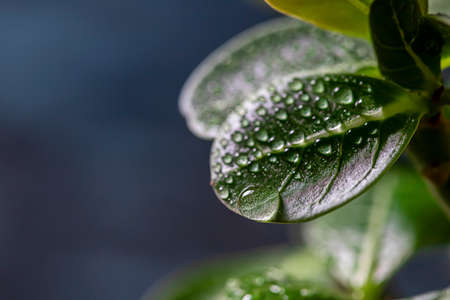 Houseplant adenium arabicum, close-up of leaves with water drops. Selective focusの写真素材