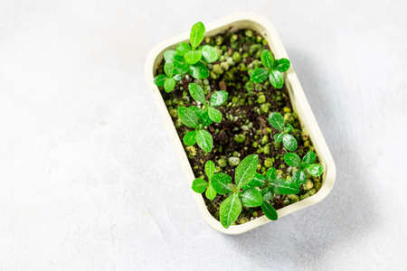 Planting new plants. Sprout Adenium plant from seed at home, gardening concept. Flat lay, copy spaceの写真素材