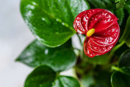 House plant red Anthurium in a pot on a wooden table. Anthurium andreanum. Flower Flamingo flowers or Anthurium andraeanum symbolize hospitalityの写真素材