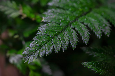 Fern close-up, with water drops after rain.