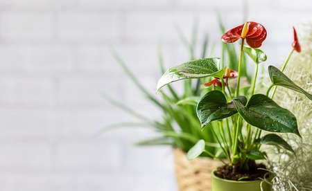House plant red Anthurium in a pot on a wooden table. Anthurium andreanum. Flower Flamingo flowers or Anthurium andraeanum symbolize hospitality.の写真素材