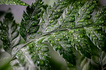 Beautiful background of young green fern leaves with water drops close-up. Rainforest concept.