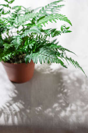 Fern bush on a background of linen fabric.の写真素材