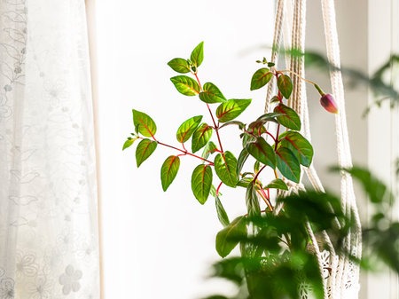 Close up handmade macrame for flowers, hanging near the window. Indoor plants, a hobby, love of...