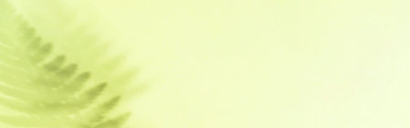 Shadow of a fern leaf on a yellow background. Summer concept.の写真素材