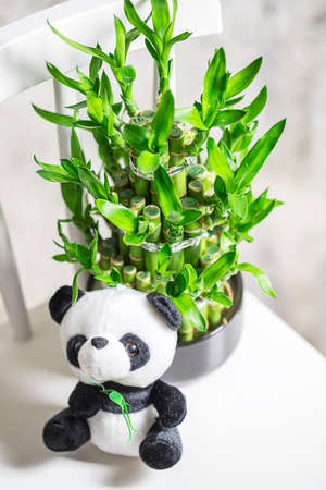 Plush toy panda, green bamboo plant in a pot on a white chair. Small plants in a vase to decorate the house and office building.の写真素材