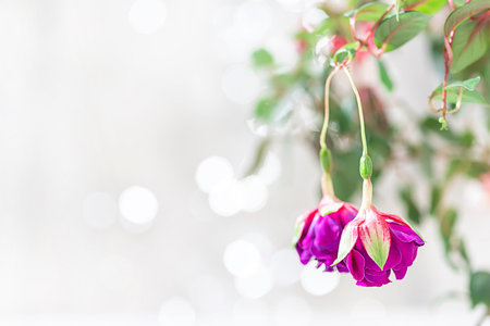 Beautiful flowering fuchsia plant. Pink and purple flowers on a bright background. Floral...