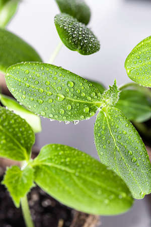 Seedlings of green cucumber in peat pots on a white background. Cucumber seedlings sprout. Gardening background. Selective focusの写真素材