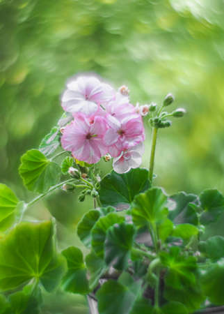 Bokeh swirled by the Helios lens around a pink geranium flowers. Geranium Peltatum. Geranium essential oil.の写真素材