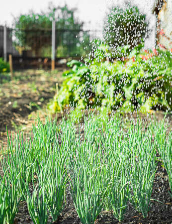Watering green onions a watering can. Hand watering plants. Agriculture and gardening concept. Selective focusの写真素材