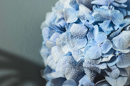 Blue hydrangea with with water dew on petals or after rain. Macro photo. Selective focusの写真素材