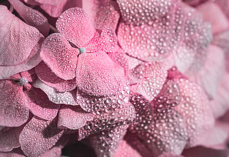 Blue hydrangea with with water dew on petals or after rain. Macro photo. Selective focusの写真素材