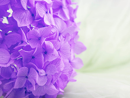 Preserved hydrangeas close-up. Eternal, stable, forever hydrangea flower. stabilized flowers....