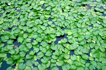 Lily pads and water lily on botanical garden pondの写真素材