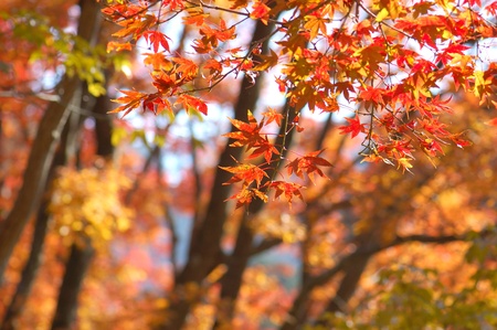 Leaves, the beautiful autumn scenery and pleasant (Maple)の写真素材