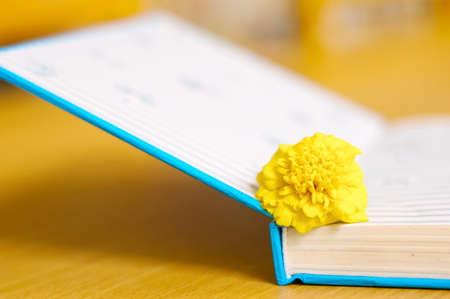 Books and chrysanthemum (knowledge is like flowers)の写真素材