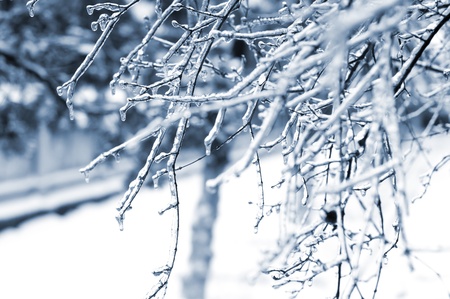 It snows,City and plant a white.の写真素材