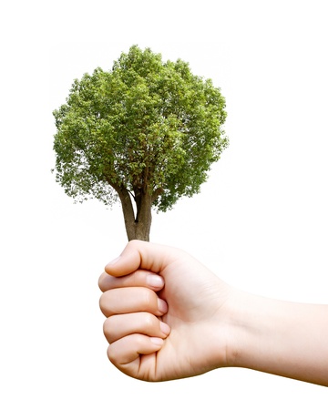Holding a camphor tree, environmental protection concepts.の写真素材
