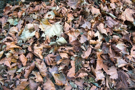 Leaves, the brilliant life you will not end with the fall, because the seeds have been honest as you want to go went with the next spring.の写真素材