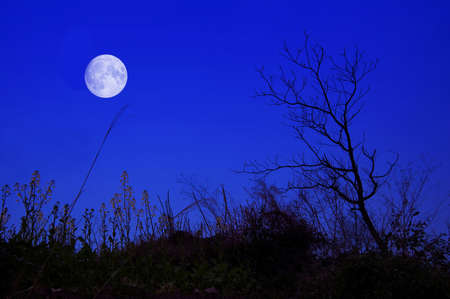 The wild, blue moon in the sky.の写真素材