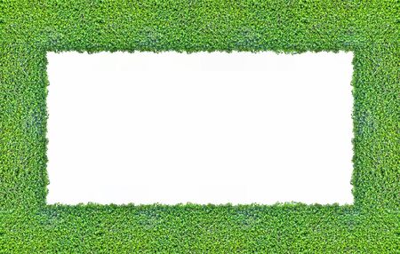 Green plants to the composition of the photo frameの写真素材