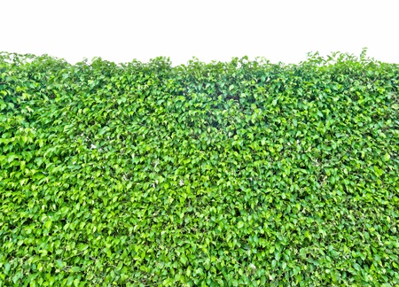 Plant walls isolated on white backgroundの写真素材