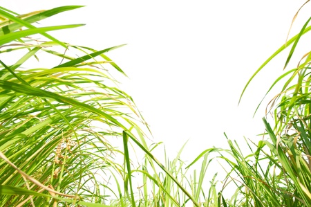 Grass isolated on a white background (with path)の写真素材