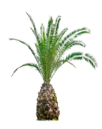 a cycas with white backgroundの写真素材