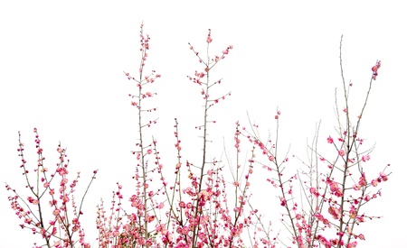 Plum isolated on a white backgroundの写真素材