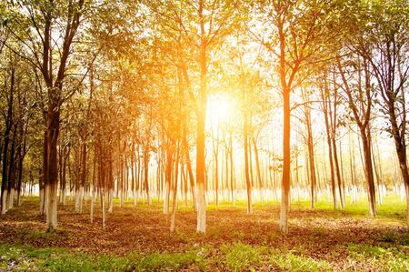Evening in the woods, a golden の写真素材