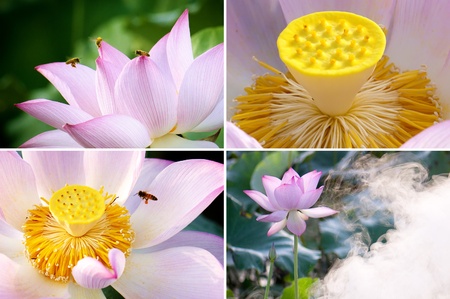 Beautiful lotus grows in the south of China.の写真素材