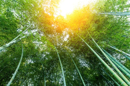 bamboo forest with morning sunlightのeditorial素材