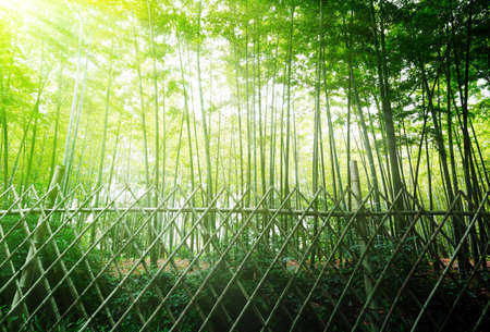 Green bamboo and fences, spring landscape.の写真素材