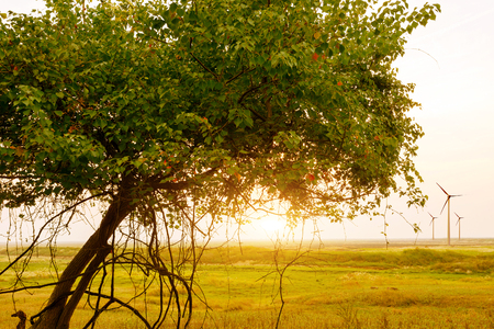 Endless grasslands, trees and wind turbines, twilight landscape.の写真素材