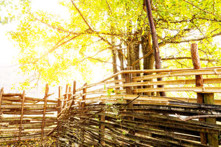 Autumn countryside, fence and trees at sunset time.の写真素材