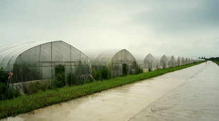 Heavy rain in the farm, even into a vegetable greenhouse.の写真素材