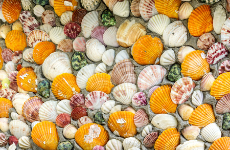 Colorful shells backgroundの写真素材