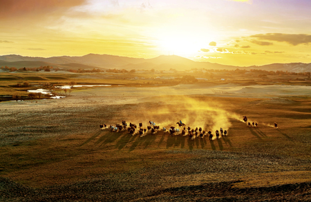 Horse herd run fast in desert dust against dramatic sunset skyの写真素材