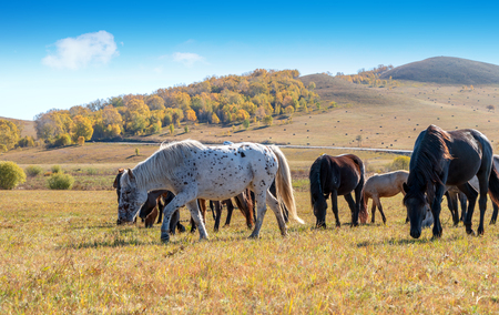 a herd of horses on the autumn meadowの写真素材