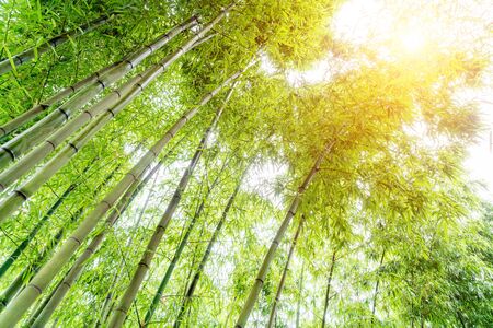 Low angle shot of bamboo forestの写真素材