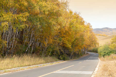 Empty road leading through fall foliage forest in the autumnの写真素材